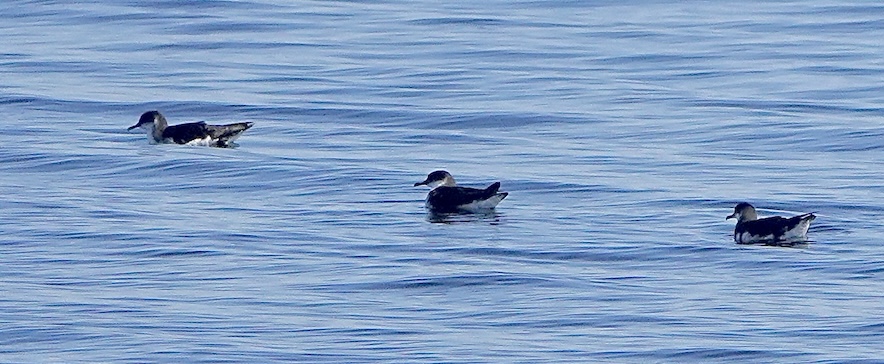 Manx shearwater